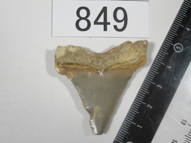 ◆化石 サメの歯◆メガロドン◆アメリカ◆4.6cm◆No.849◆送料無料_画像2