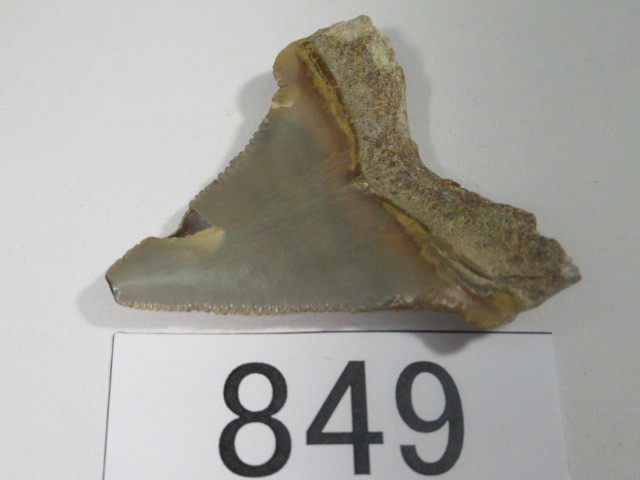 ◆化石 サメの歯◆メガロドン◆アメリカ◆4.6cm◆No.849◆送料無料_画像8