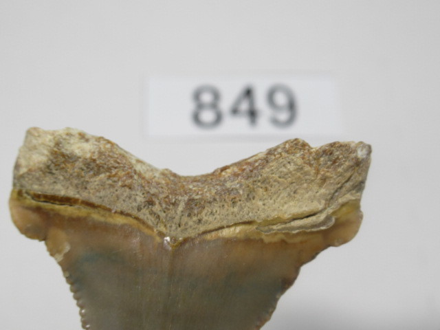 ◆化石 サメの歯◆メガロドン◆アメリカ◆4.6cm◆No.849◆送料無料_画像6