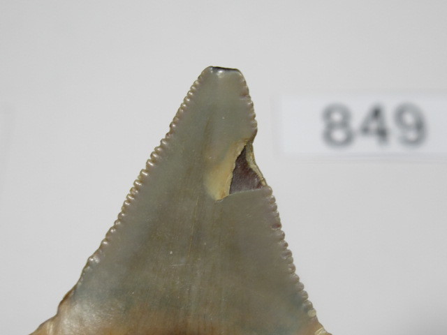 ◆化石 サメの歯◆メガロドン◆アメリカ◆4.6cm◆No.849◆送料無料_画像3