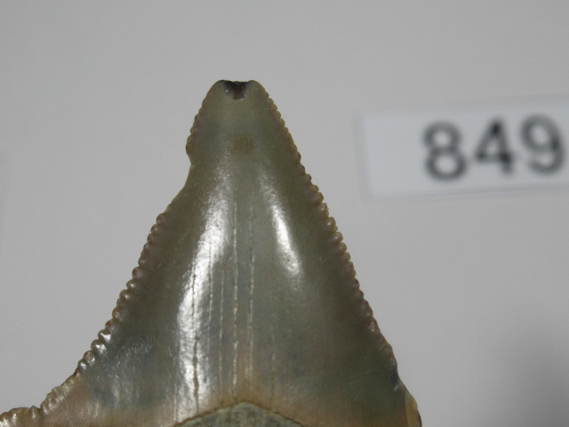 ◆化石 サメの歯◆メガロドン◆アメリカ◆4.6cm◆No.849◆送料無料_画像4
