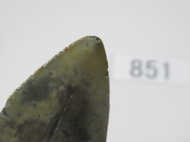 ◆化石 サメの歯◆メガロドン◆アメリカ◆6.5cm◆No.851◆送料無料_画像3