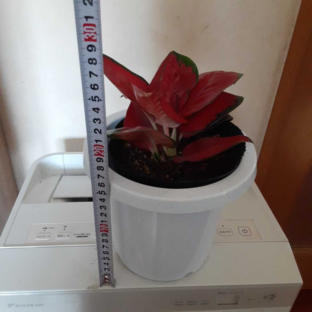 アグラオネマ スック ソム ジャイ ポン「Aglaonema Suk Som Jai Pong」_画像8