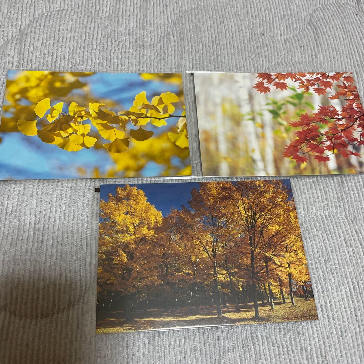 紅葉 銀杏 いちょう もみじ 秋のポストカード 3枚セット 絵はがき 絵葉書の画像1
