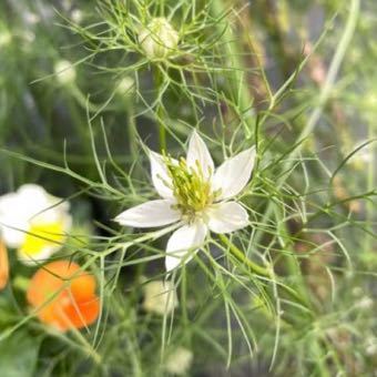 ニゲラの種　白花　秋蒔き　春咲き　クロタネソウ_画像1