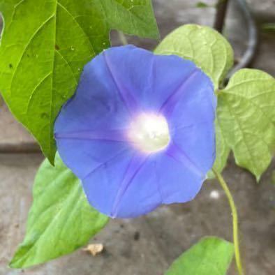 ミニ朝顔の種　水色　あさがお　アメリカアサガオ　ブルー　ミニサイズの花が咲く朝顔の種子_画像2