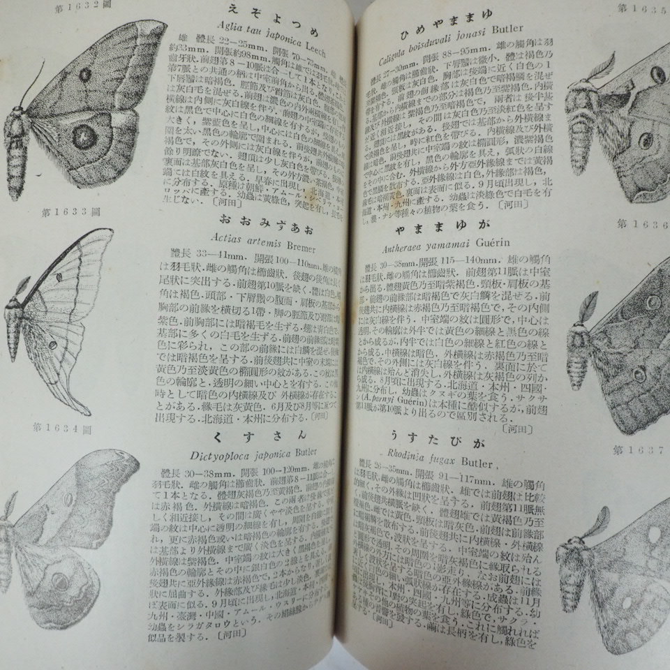  rare secondhand book! higashi Keihoku . pavilion Japan insect illustrated reference book modified . version Showa era 25 year 11 month 20 day issue 4967 kind thing insect . stated one pcs.! FEM512