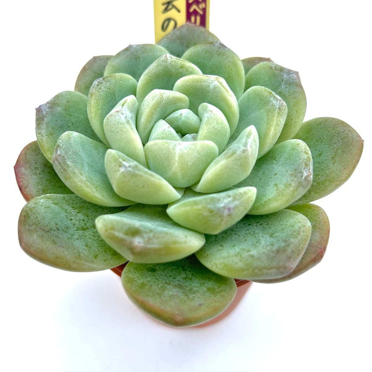 雲の花 札付き ミックスベリア おらいさん苗 多肉植物|Yahoo 雲の花 札付き ミックスベリア おらいさん苗 多肉植物|Yahoo