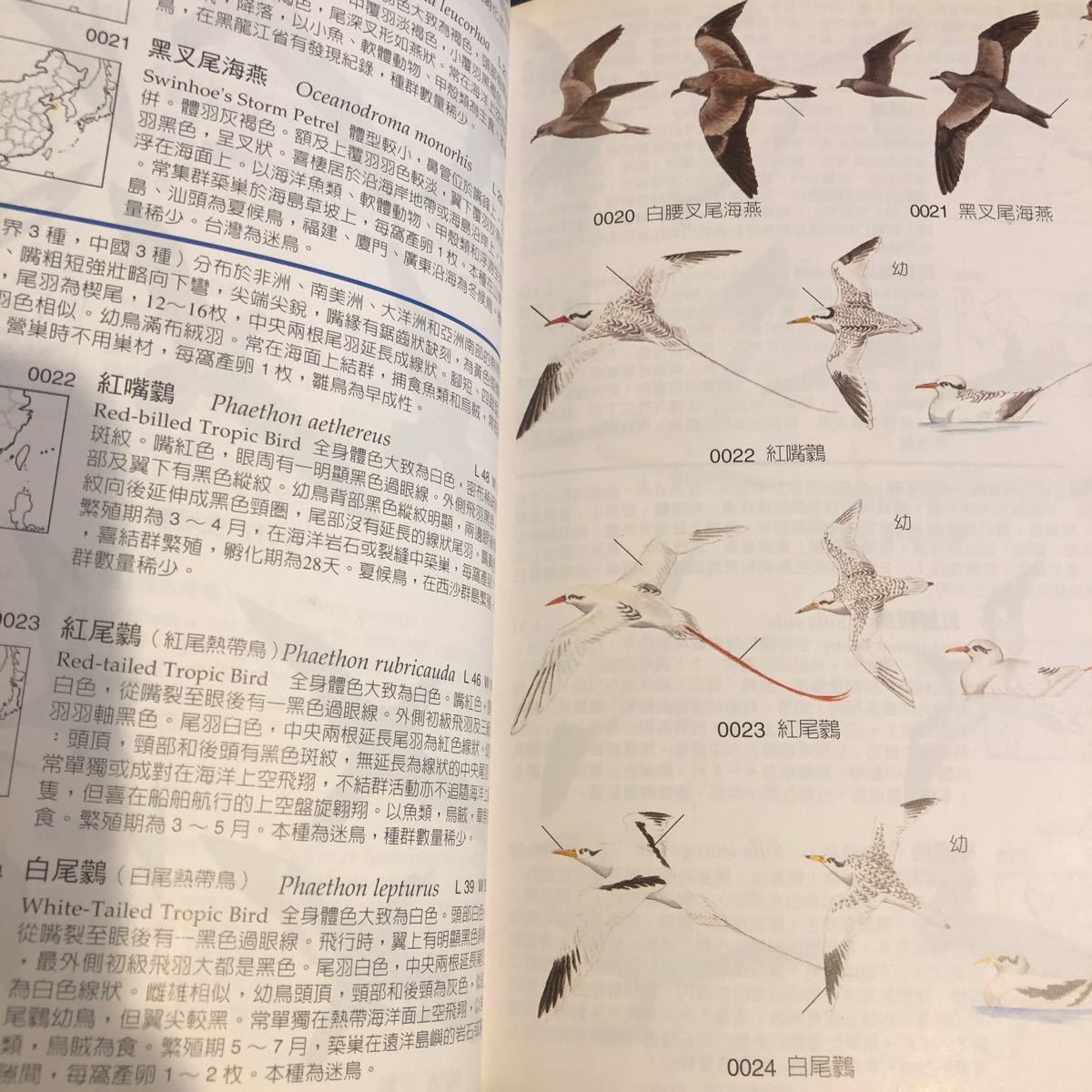 中国野鳥図鑑　_画像5