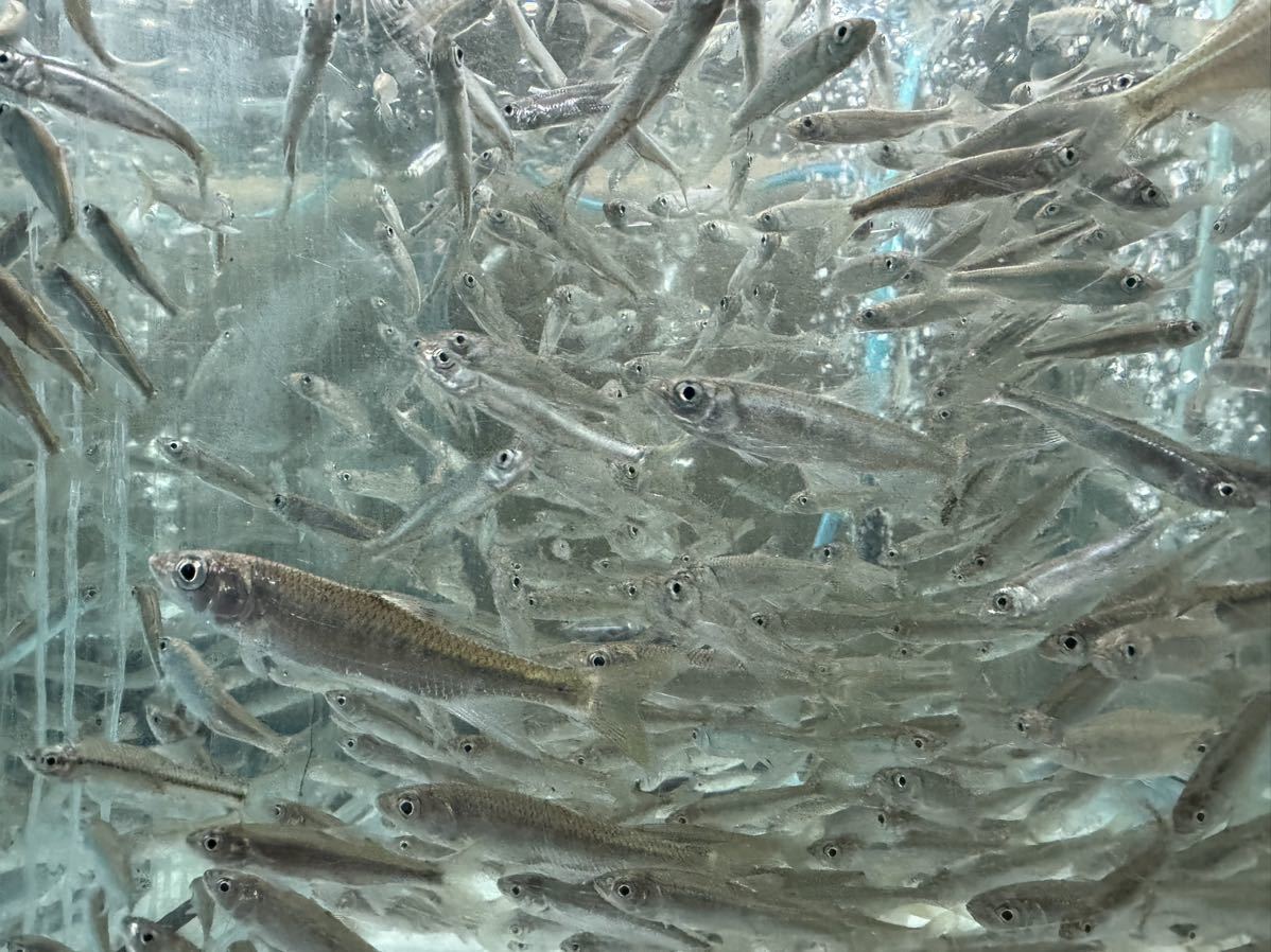 ★着払い ★観賞魚　オイカワ　5〜7センチ　20匹セット_画像1