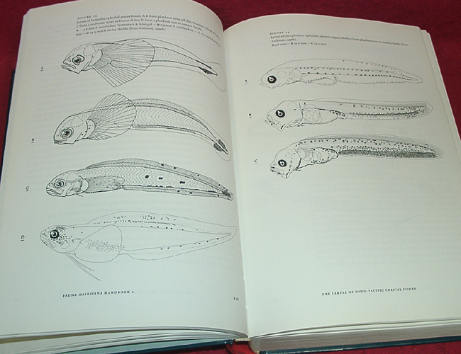 ★The larvae of indo-Pacific coastal fishes [インド太平洋沿岸の魚の幼生]/[洋書/英語]◎美本!★　(管-y85)_画像3