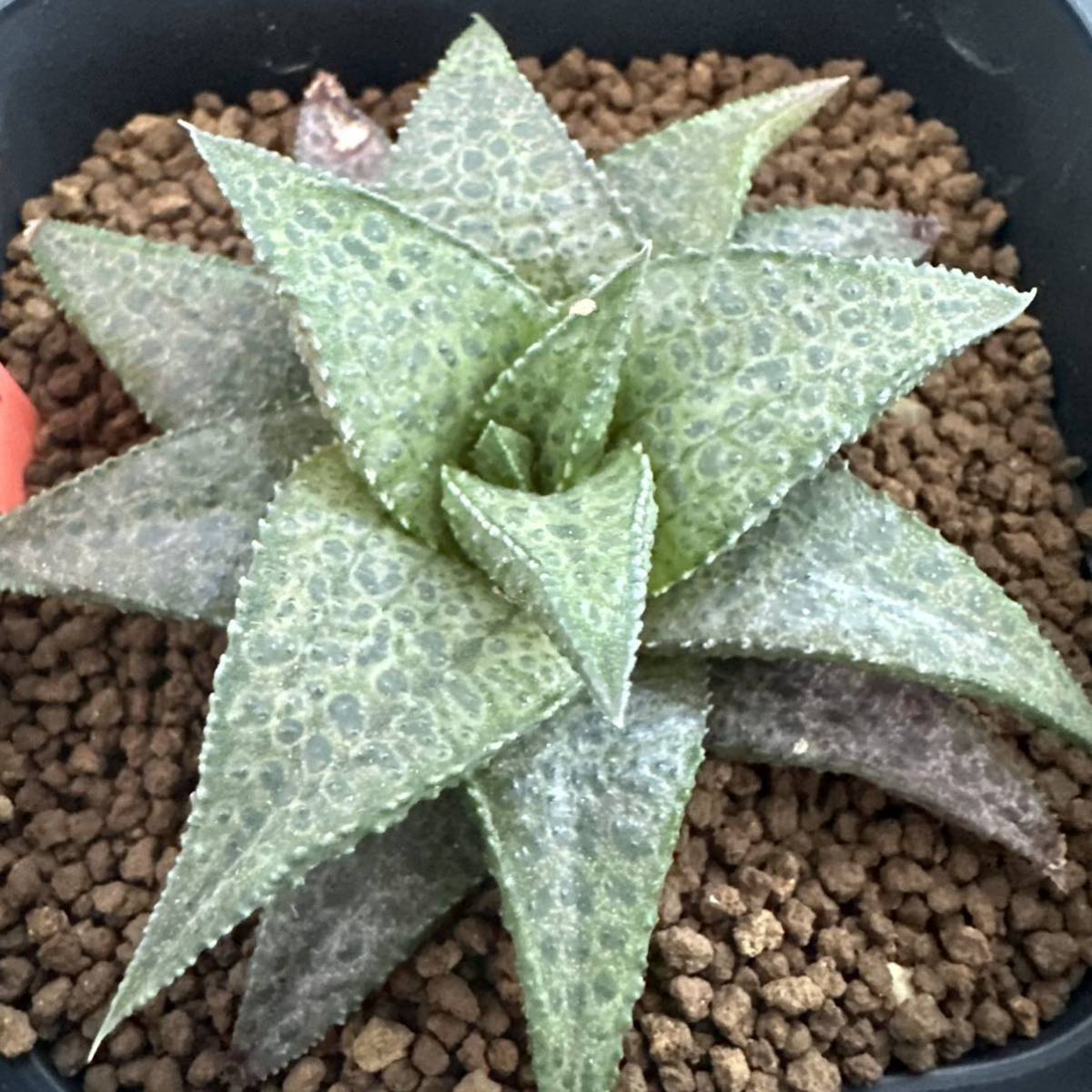 ★サボテン・多肉植物★813★ハオルシア 大黒天　Haworthia　koelmaniorum hyb.★ハオルチア _画像5