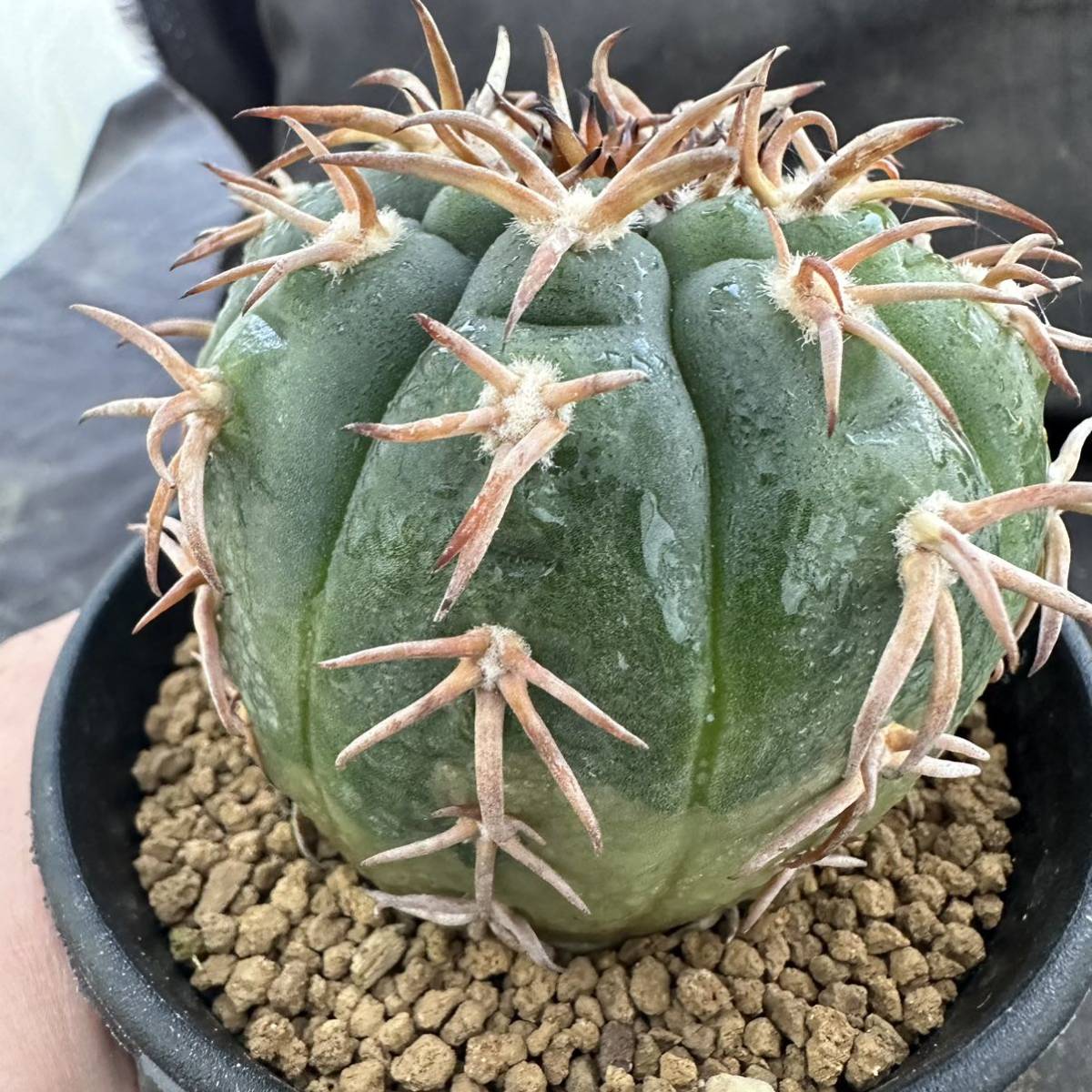 ★サボテン・多肉植物★912 ★ 短刺天平丸　実生　Gymnocalycium spegazzinii ★seedling_画像6