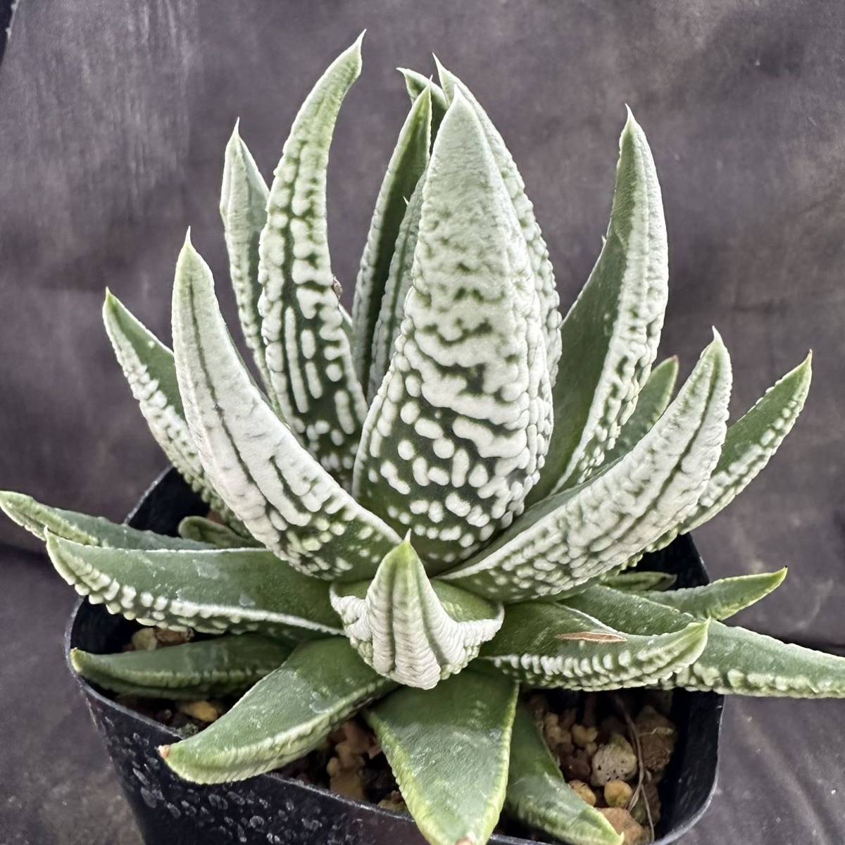 ★サボテン・多肉植物★913★ハオルシア 皇帝　Haworthia pumila v.papillosa hyb.★ハオルチア _画像4