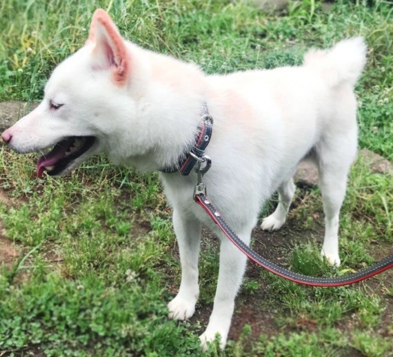 ホワイト M 幅 2cm 本革合皮 首輪リードセット レザー 牛革 白 おしゃれ シンプル カラフル 小型犬 中型犬 猫 ドッグ ペット_画像4