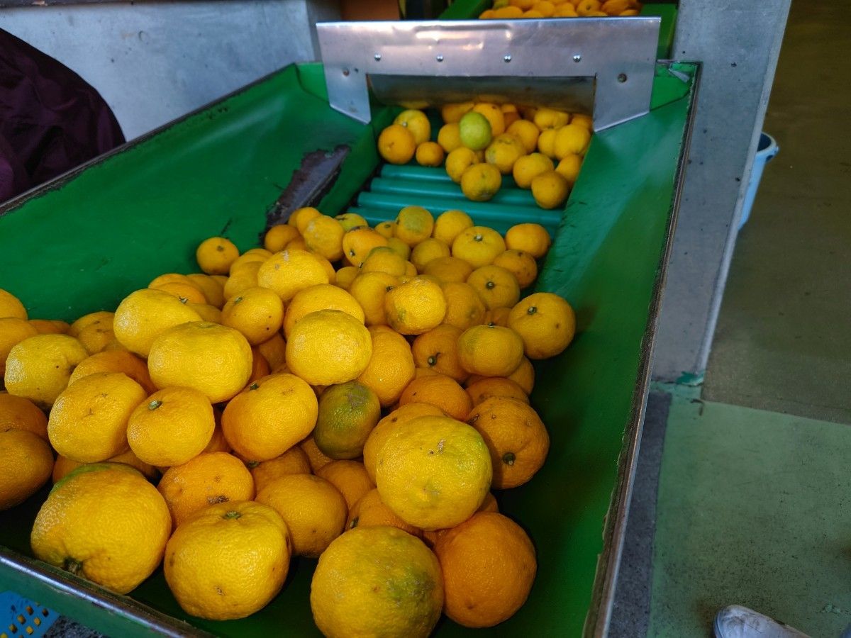 ふれあい農園の柚子果汁　無農薬　無添加　工場依頼加工720ミリ3本　安心の愛媛県産
