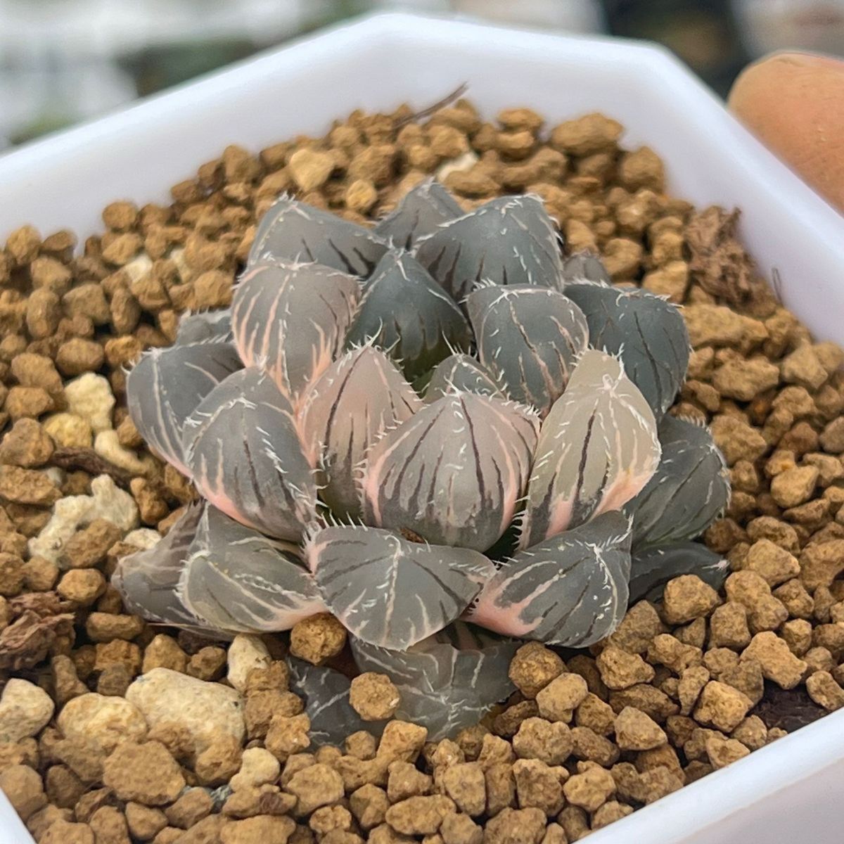 多肉植物 ハオルチア レッドレンズオブツーサ錦+玄氷錦|Yahoo 多肉植物 ハオルチア レッドレンズオブツーサ錦+玄氷錦|Yahoo