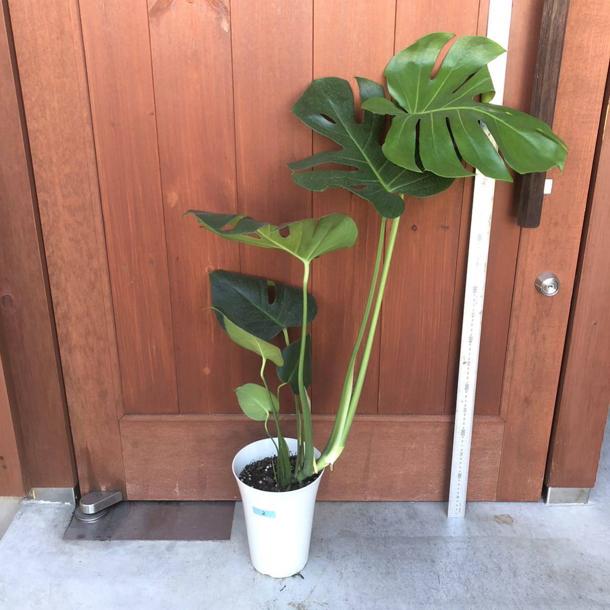 モンステラ　葉大きい　 6号鉢 綺麗　観葉植物　現物写真　8/29 人気　店舗や事務所にも◎ カフェ　インテリア　②_画像2