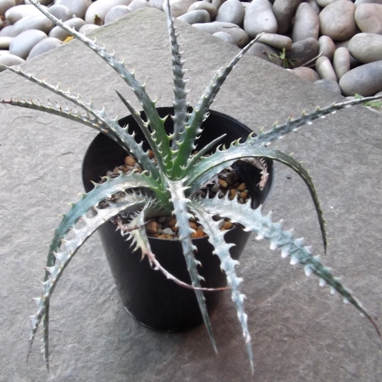 現物出品【ディッキア＊Dyckia hyb.】３号_画像1