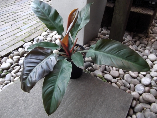 現物出品【フィロデンドロン・インペリアルレッド＊Philodendron imperial red】５号_画像4