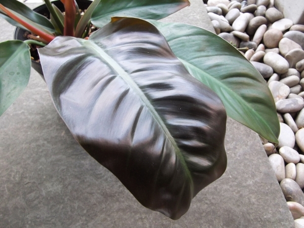 現物出品【フィロデンドロン・インペリアルレッド＊Philodendron imperial red】５号_画像5