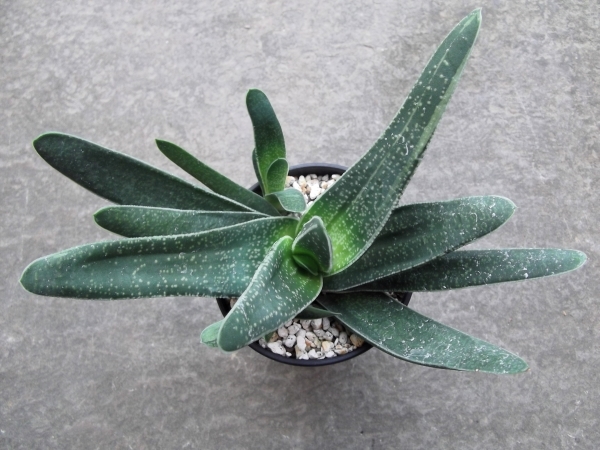 現物出品【ガステリア＊Gasteria Little Warty】3.5号　_画像2