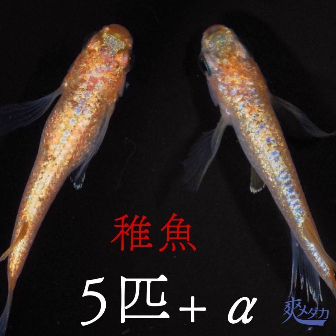 【爽メダカ】サバンナ様：最新作サンシャイン稚魚5匹+α（1匹）合計6匹になります。サバンナ様本人ブリード個体から孵化致しました_画像3