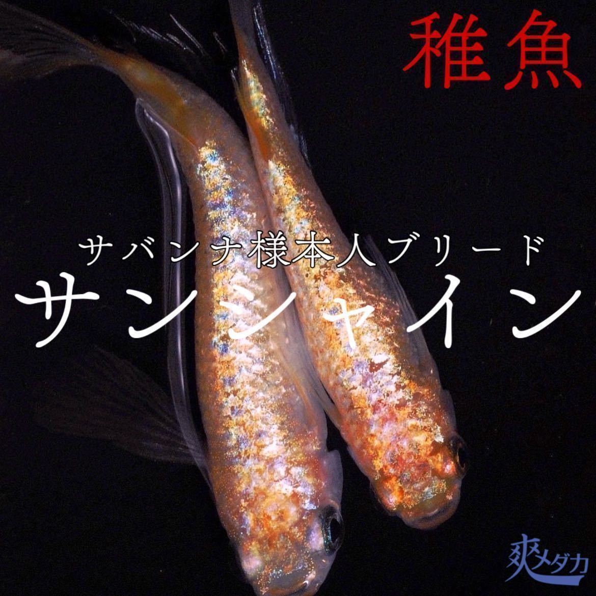 【爽メダカ】サバンナ様：最新作サンシャイン稚魚5匹+α（1匹）合計6匹になります。サバンナ様本人ブリード個体から孵化致しました_画像1