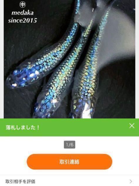 【爽メダカ】サバンナ様：血統ネプチューンブルーtype有精卵25個＋α（5）になります。極上親個体から採卵致しました。_画像4