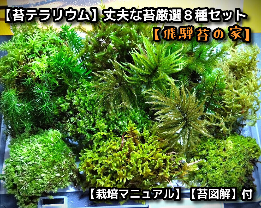 【苔テラリウムで育て易い苔】厳選８種セット（飛騨苔の家）_画像1