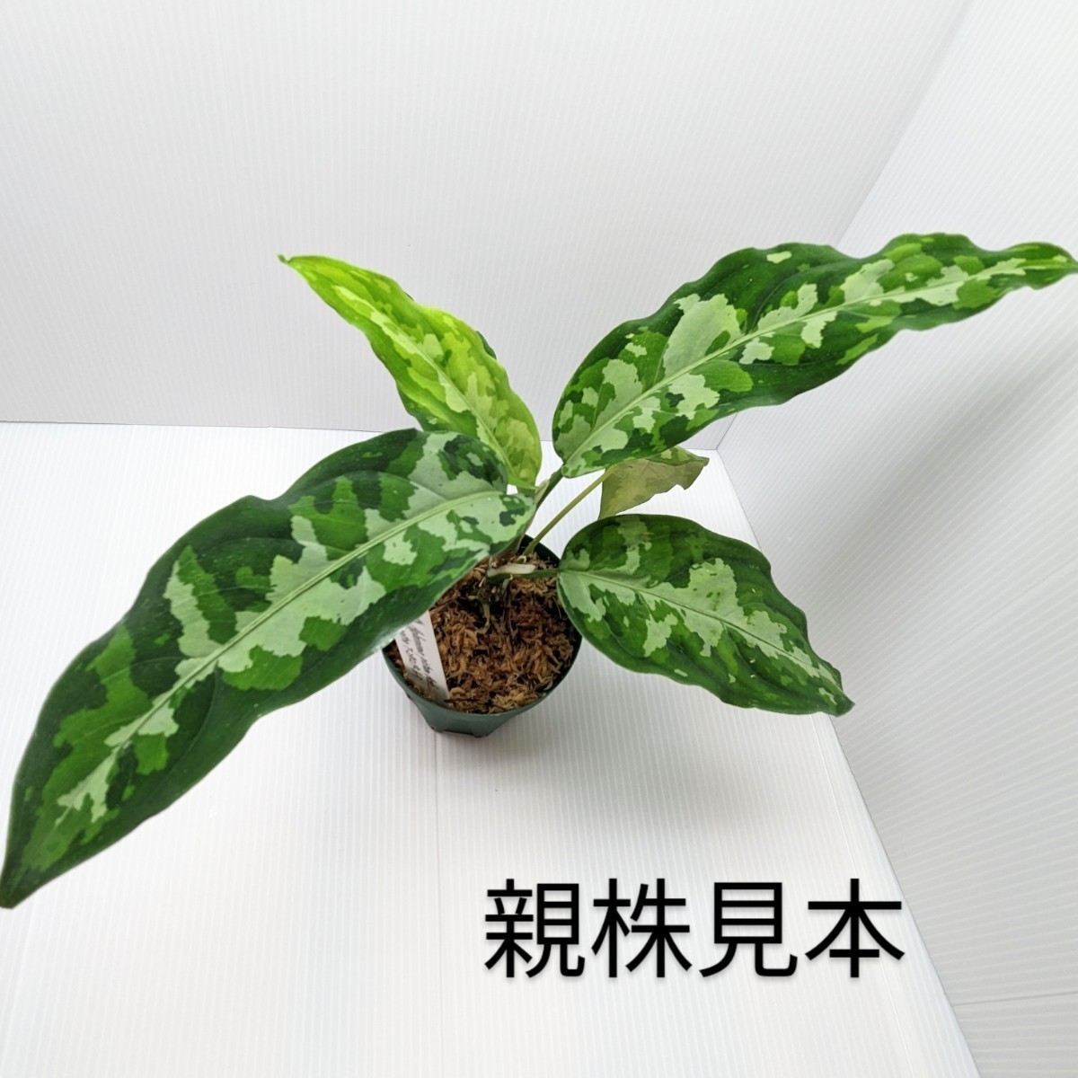 ★yuki★ＴZ便　アチェ産Aglaonema pictum　Aceh Sumatra T-291219-b-5　アグラオネマピクタム アチェ　スマトラT-291219-b-5_画像1