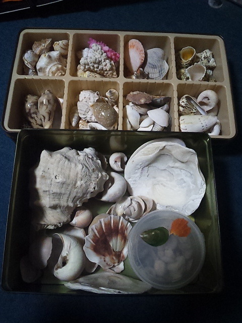 貝殻　いろいろ　いっぱい　貝まとめてセット　ｈ8ｃys_画像1