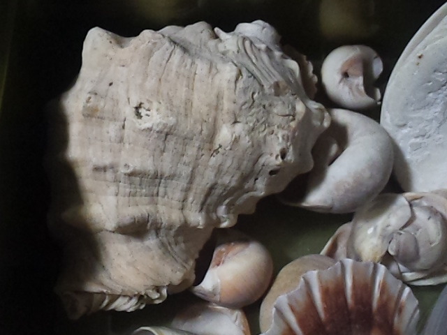 貝殻　いろいろ　いっぱい　貝まとめてセット　ｈ8ｃys_画像6