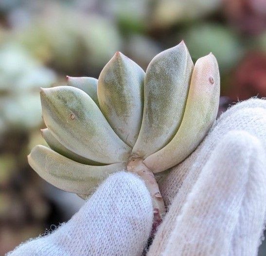 多肉植物 プリティピンク錦　韓国苗・巨済