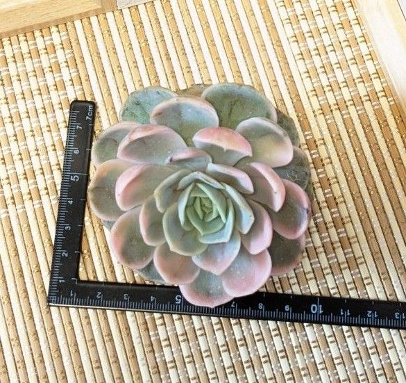 多肉植物 エケベリア ブルーサプライズ錦(大)韓国苗・龍仁 多肉植物 エケベリア ブルーサプライズ錦(大)韓国苗・龍仁