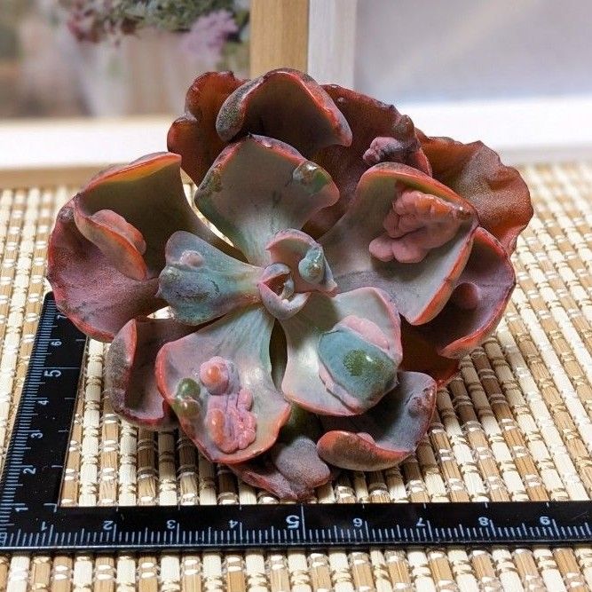 多肉植物 エケベリア ビヨンセ錦 韓国苗・龍南|Yahoo!フリマ 多肉植物 エケベリア ビヨンセ錦 韓国苗・龍南|Yahoo!フリマ