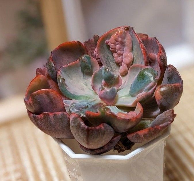 多肉植物 エケベリア ビヨンセ錦 韓国苗・龍南|Yahoo!フリマ 多肉植物 エケベリア ビヨンセ錦 韓国苗・龍南|Yahoo!フリマ