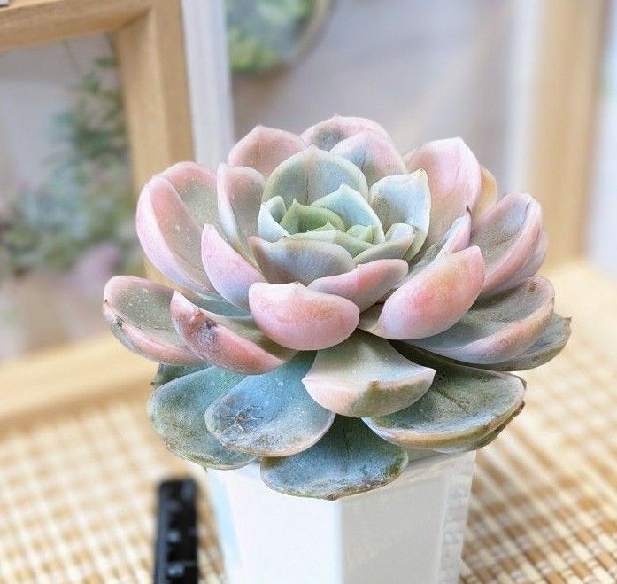 多肉植物 エケベリア ブルーサプライズ錦(大)韓国苗・龍仁 多肉植物 エケベリア ブルーサプライズ錦(大)韓国苗・龍仁