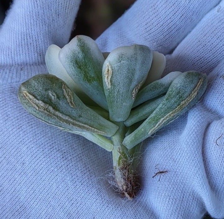 多肉植物 パキベリア　ワーシーワン錦　韓国苗・龍南