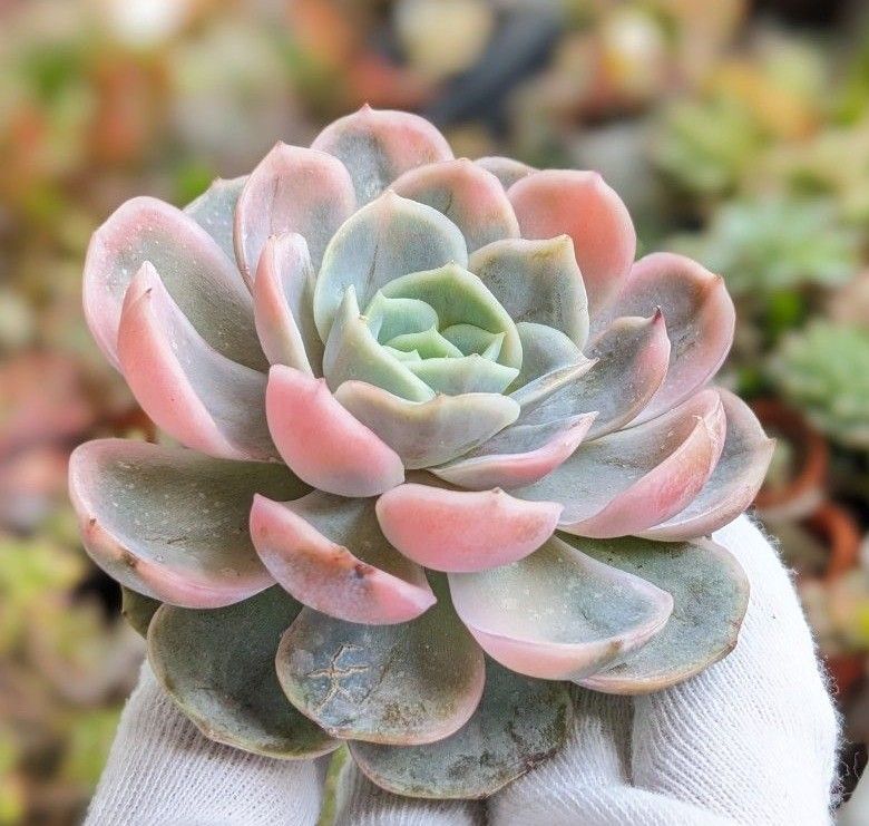 多肉植物 エケベリア ブルーサプライズ錦(大)韓国苗・龍仁 多肉植物 エケベリア ブルーサプライズ錦(大)韓国苗・龍仁