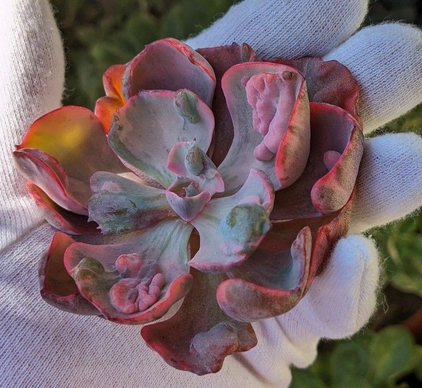 多肉植物 エケベリア ビヨンセ錦 韓国苗・龍南|Yahoo!フリマ 多肉植物 エケベリア ビヨンセ錦 韓国苗・龍南|Yahoo!フリマ