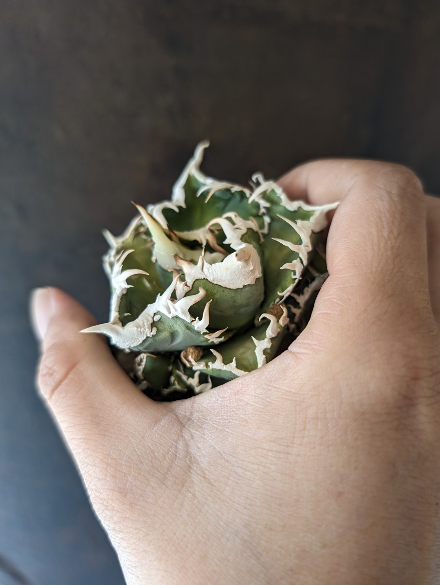 Yahoo!オークション - 【AGAVE TITANOTA US DWARF special株】超 Yahoo!オークション - 【AGAVE TITANOTA US DWARF special株】超