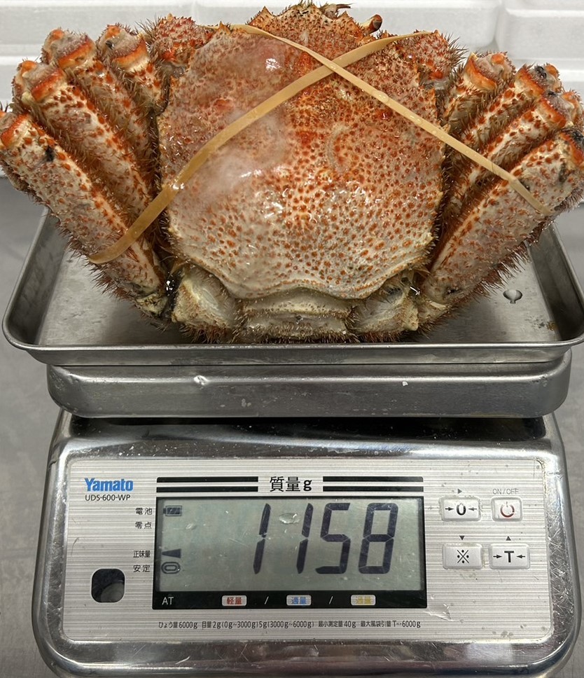  堅がに 約1.15kg！　信頼と実績の大きさ！【どデカっ！ 船凍 巨大毛がに】　2_写真の毛ガニを出荷させて頂きます。