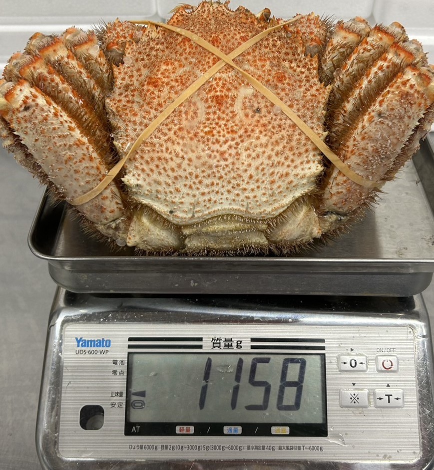  堅がに 約1.15kg！　信頼と実績の大きさ！【どデカっ！ 船凍 巨大毛がに】　2_写真の毛ガニを出荷させて頂きます。