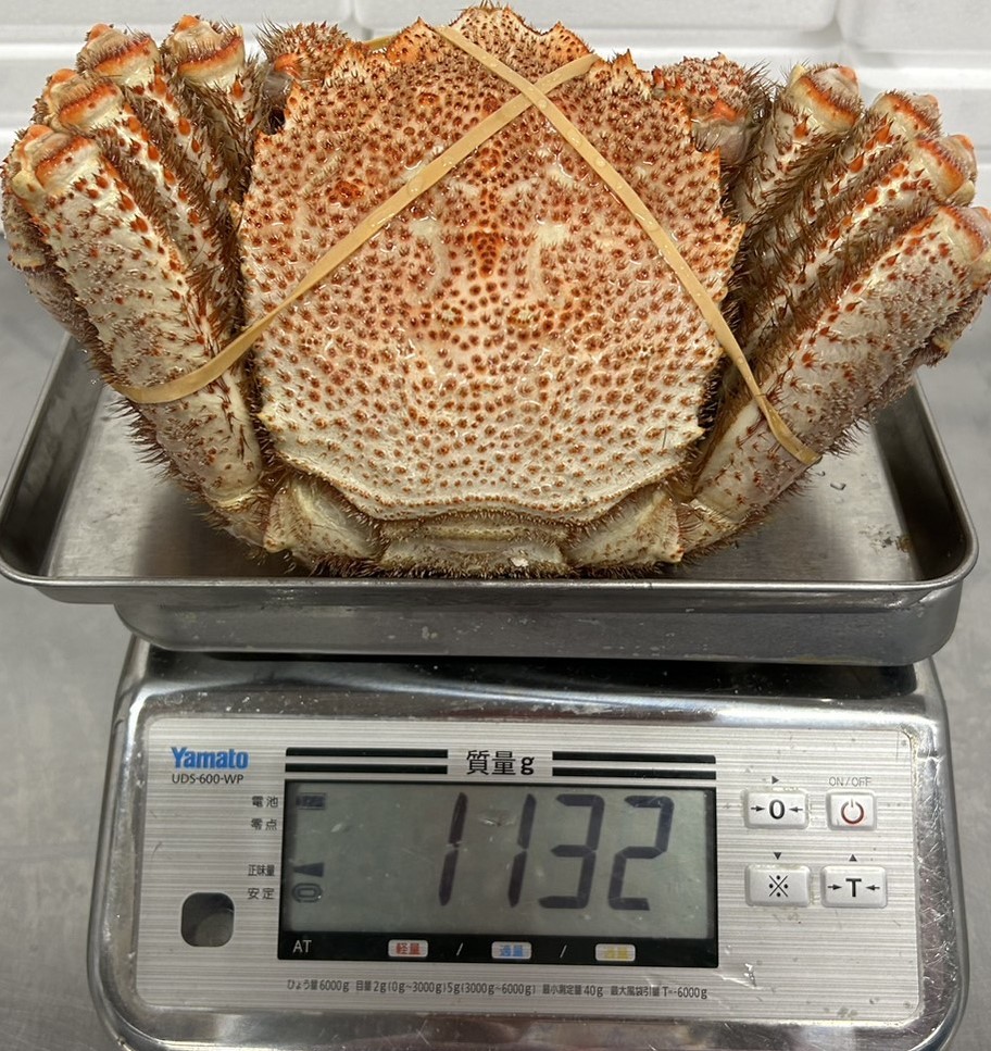  堅がに 約1.13kg！　信頼と実績の大きさ！【どデカっ！ 船凍 巨大毛がに】　2_写真の毛ガニを出荷させて頂きます。