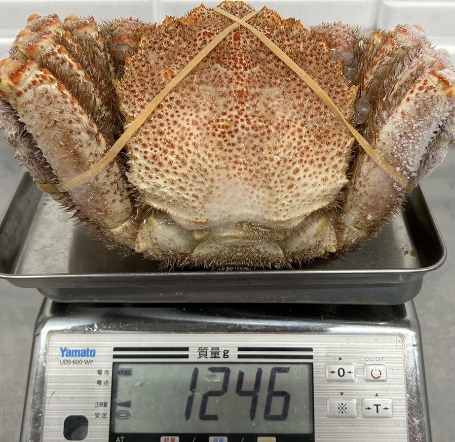 ラスト1 堅がに 約1.24kg！　信頼と実績の大きさ！【どデカっ！ 船凍 巨大毛がに】　2.0_写真の毛ガニを出荷させて頂きます。