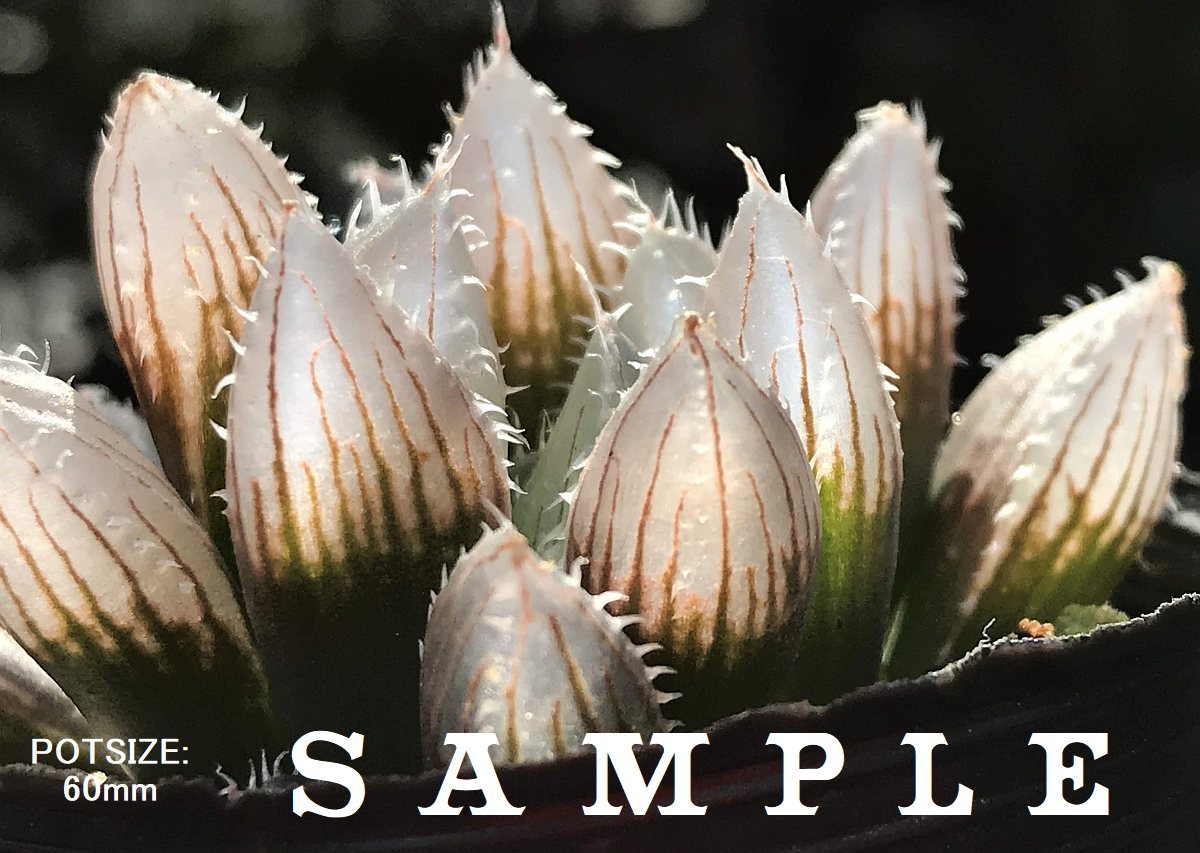 H. salina, IB08509, The Downs, N2 S of Coega / 多肉植物 ハオルチア オブツーサ サリナ Haworthia_画像4