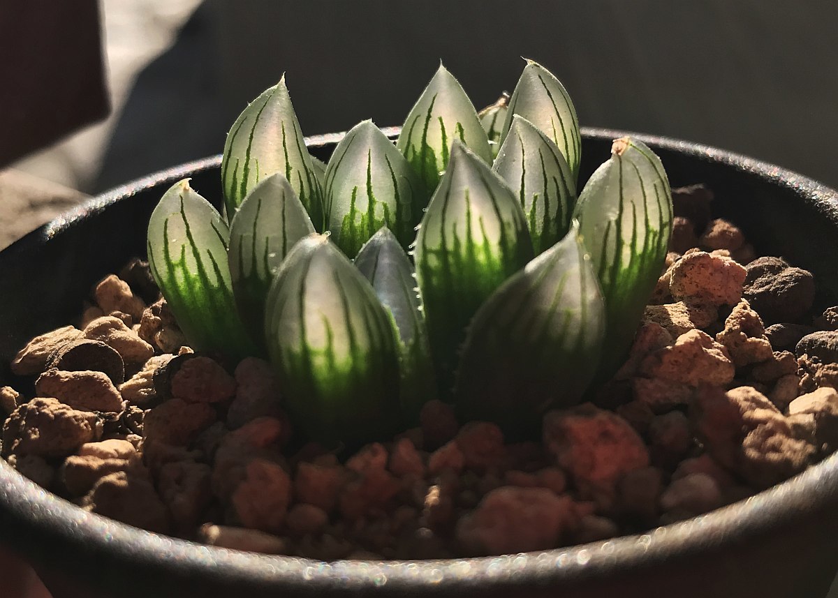 H. stayneri (H. cooperi 'gordoniana') / 多肉植物 ハオルチア スタイネリ オブツーサ Haworthia_画像8