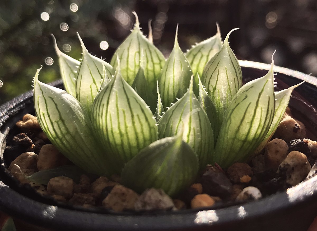 H. bolusii 'blackbeardiana', Tsomo, ex.Sheilam / 多肉植物 ハオルチア ブラックベルディアナ Haworthia_画像3