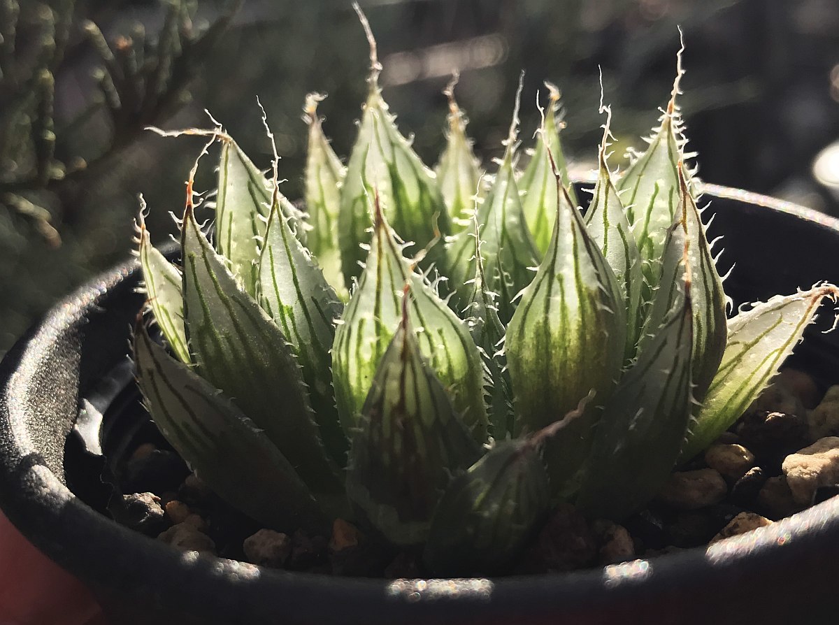 超大型選抜個体 H. hisui‘Aoebis’, FSA141, N of Cookhouse / 多肉植物 ハオルチア Haworthia_画像8